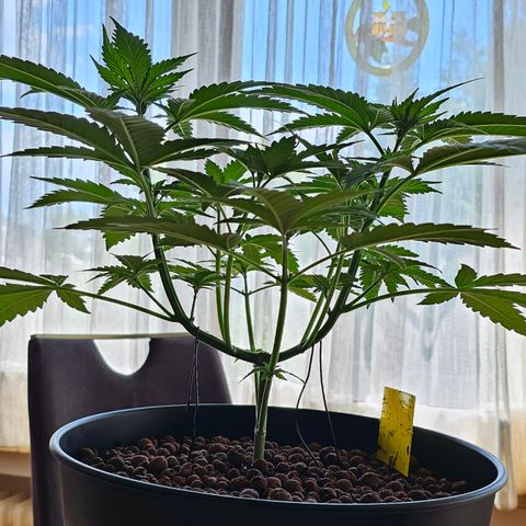 Bag Seed #1 growlog timeline photo