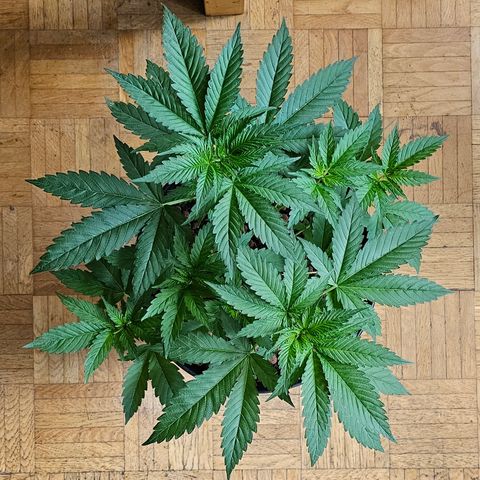 Bag Seed #1 growlog timeline photo