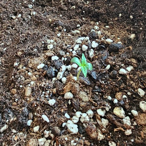 Lemon Auto #5 growlog timeline photo