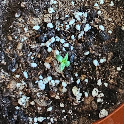 Lemon Auto #5 growlog timeline photo