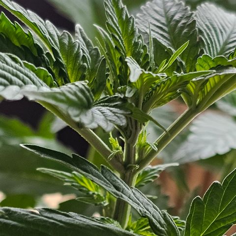 Bag Seed #1 growlog timeline photo