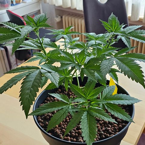 Bag Seed #1 growlog timeline photo