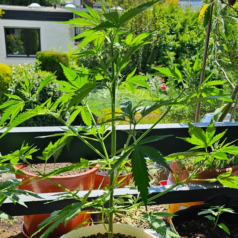 Gelato OG Auto #1 growlog timeline photo