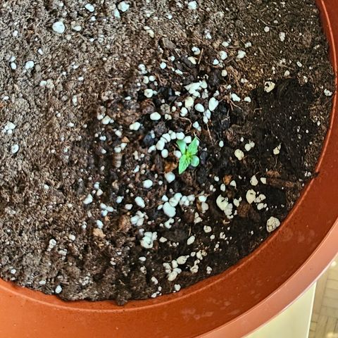 Lemon Auto #5 growlog timeline photo