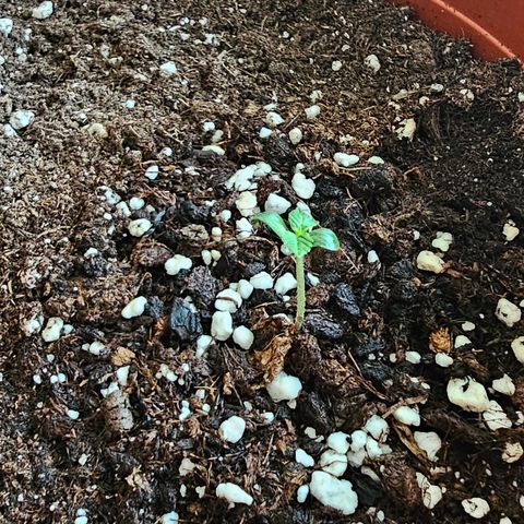 Lemon Auto #5 growlog timeline photo