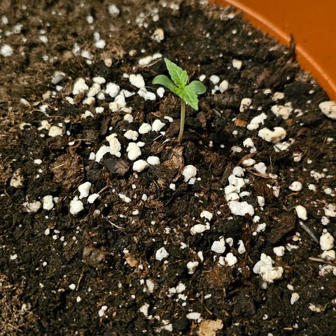 Lemon Auto #5 growlog timeline photo