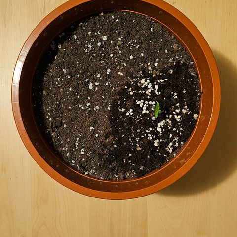 Lemon Auto #5 growlog timeline photo