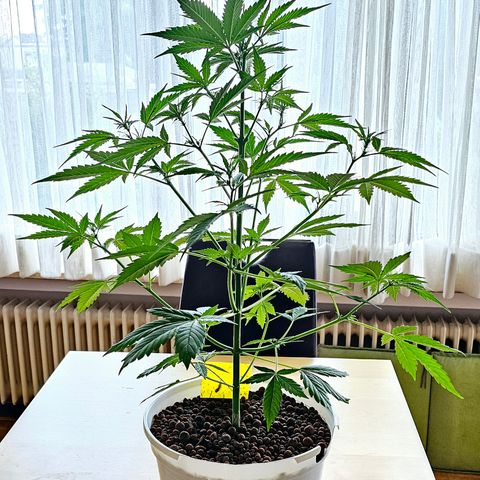 Gelato OG Auto #1 growlog timeline photo