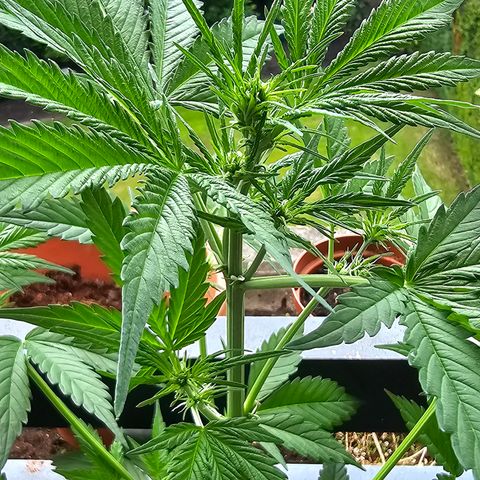 Gelato OG Auto #1 growlog timeline photo