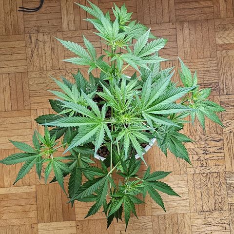 Gelato OG Auto #1 growlog timeline photo