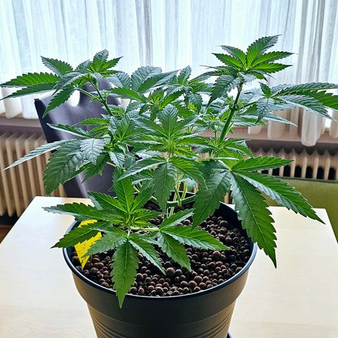 Bag Seed #1 growlog timeline photo
