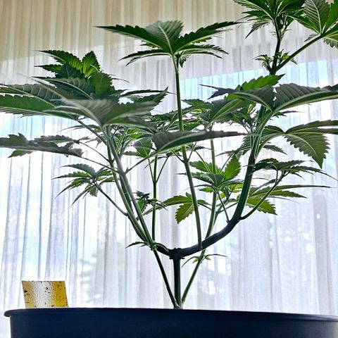 Bag Seed #1 growlog timeline photo