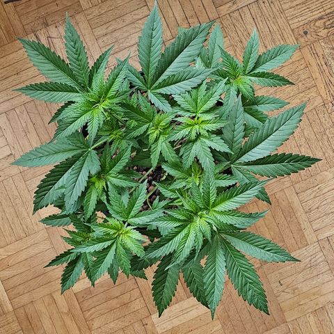 Bag Seed #1 growlog timeline photo