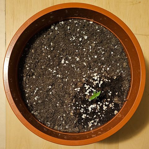 Lemon Auto #5 growlog timeline photo