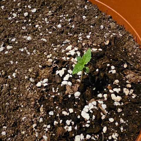 Lemon Auto #5 growlog timeline photo
