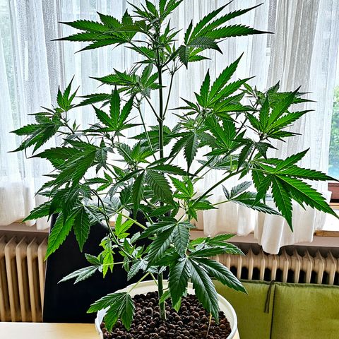 Gelato OG Auto #1 growlog timeline photo
