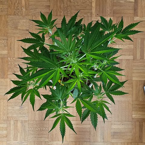 Gelato OG Auto #1 growlog timeline photo
