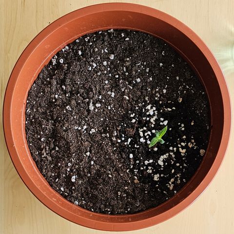 Lemon Auto #5 growlog timeline photo