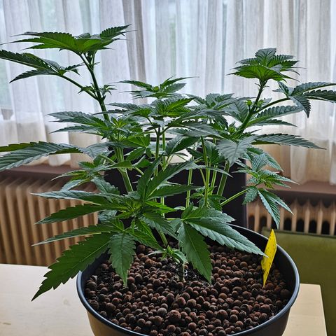 Bag Seed #1 growlog timeline photo