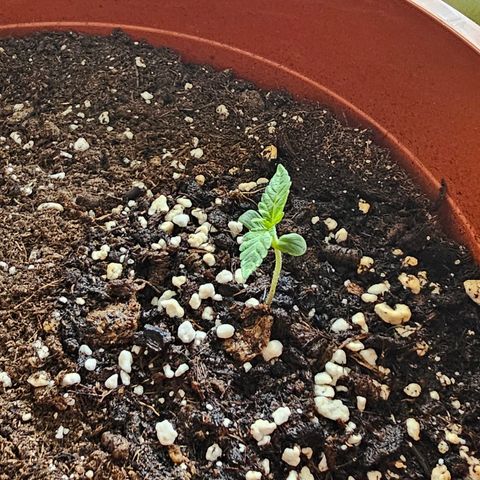 Lemon Auto #5 growlog timeline photo