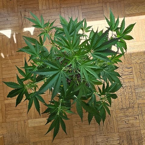 Gelato OG Auto #1 growlog timeline photo