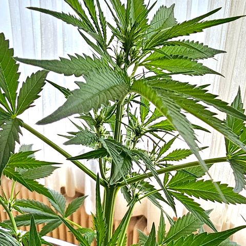 Gelato OG Auto #1 growlog timeline photo