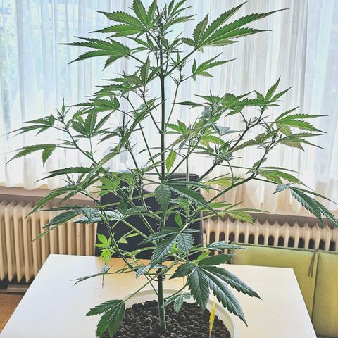 Gelato OG Auto #1 growlog timeline photo