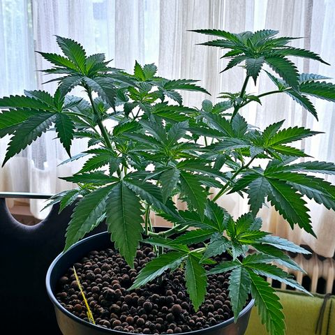 Bag Seed #1 growlog timeline photo
