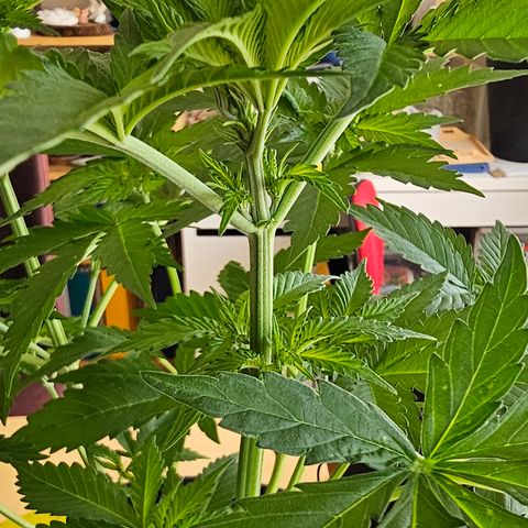 Bag Seed #1 growlog timeline photo