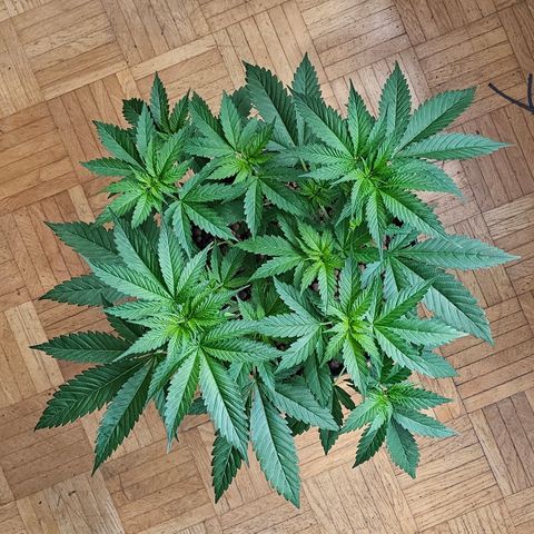 Bag Seed #1 growlog timeline photo