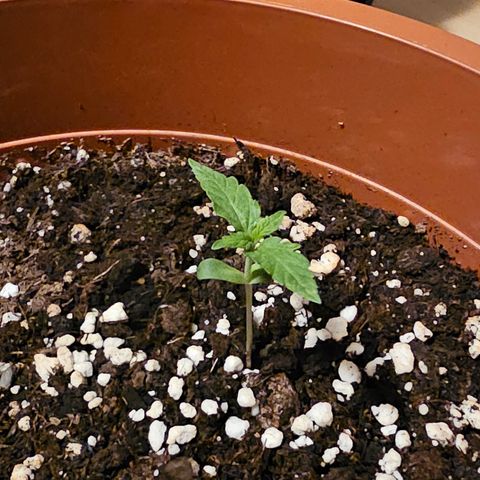 Lemon Auto #5 growlog timeline photo