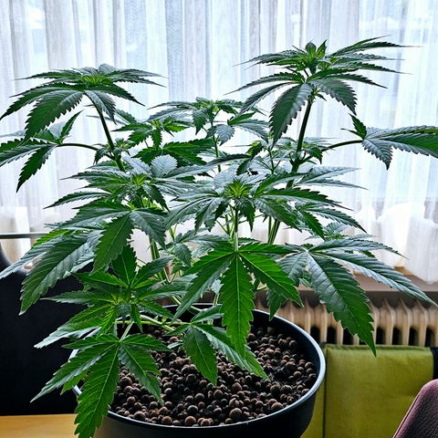 Bag Seed #1 growlog timeline photo