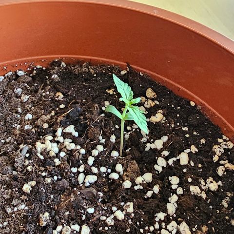 Lemon Auto #5 growlog timeline photo