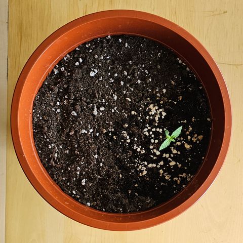 Lemon Auto #5 growlog timeline photo