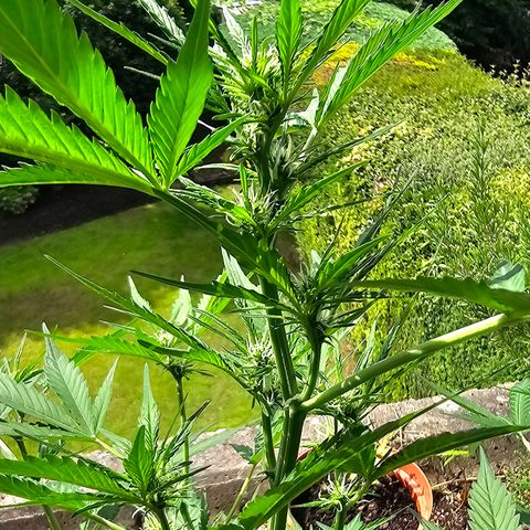 Gelato OG Auto #1 growlog timeline photo