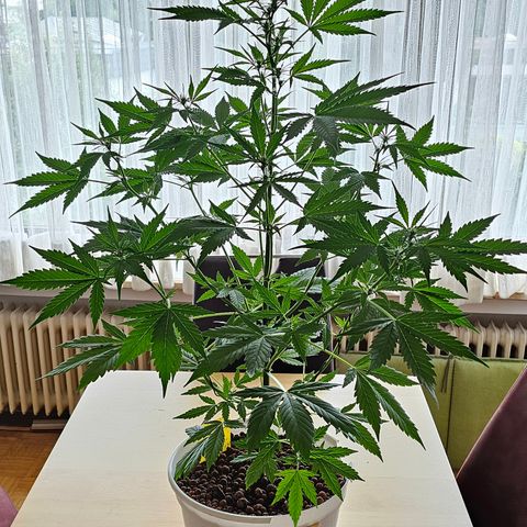 Gelato OG Auto #1 growlog timeline photo