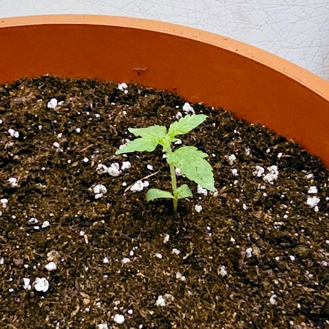 Lemon Auto #5 growlog timeline photo