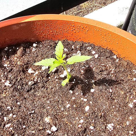 Lemon Auto #5 growlog timeline photo
