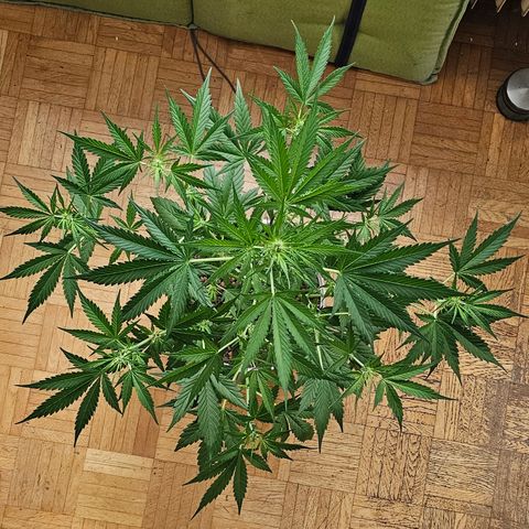 Gelato OG Auto #1 growlog timeline photo