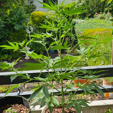 Gelato OG Auto #1 growlog timeline photo
