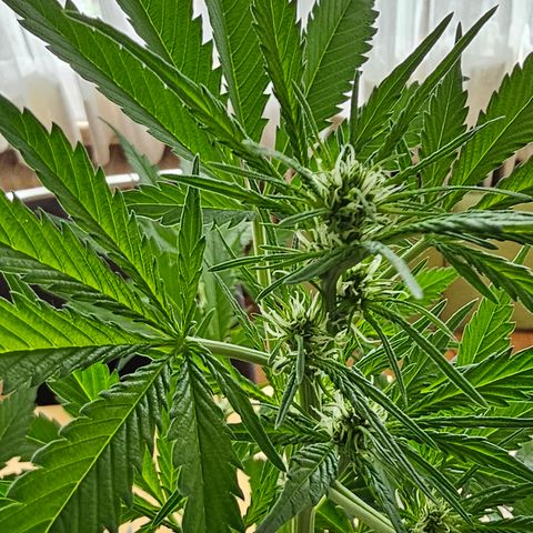 Gelato OG Auto #1 growlog timeline photo