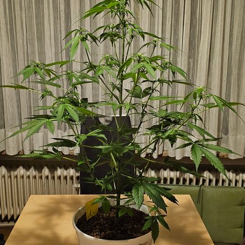 Gelato OG Auto #1 growlog timeline photo