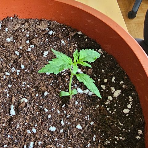 Lemon Auto #5 growlog timeline photo