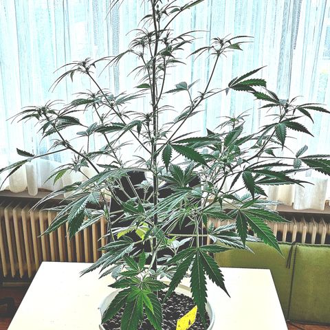 Gelato OG Auto #1 growlog timeline photo