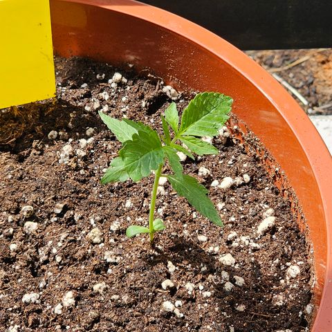 Lemon Auto #5 growlog timeline photo