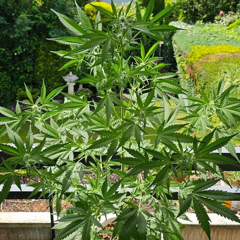 Gelato OG Auto #1 growlog timeline photo