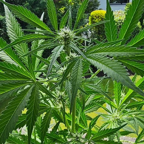 Gelato OG Auto #1 growlog timeline photo