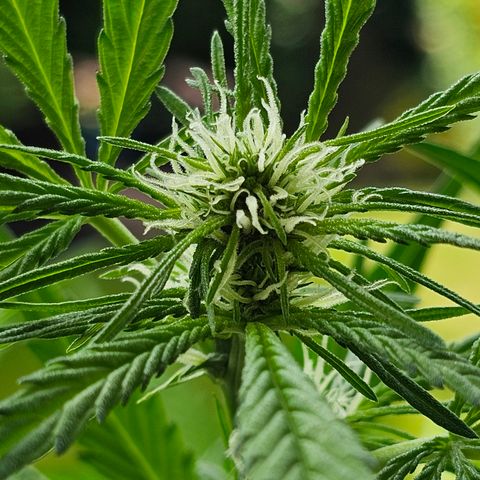 Gelato OG Auto #1 growlog timeline photo