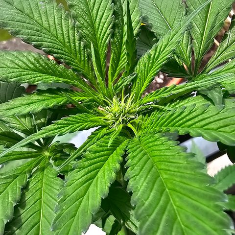 Bag Seed #1 growlog timeline photo