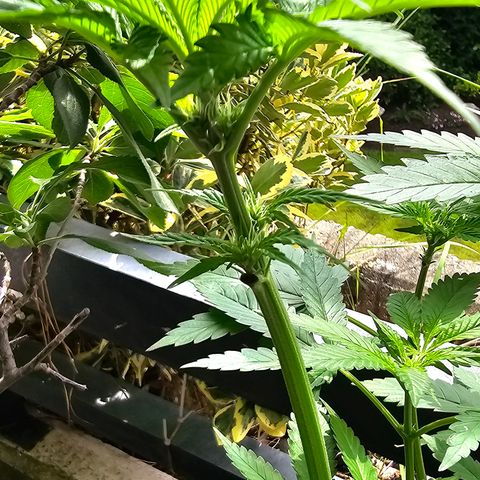 Bag Seed #1 growlog timeline photo